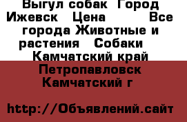 Выгул собак. Город Ижевск › Цена ­ 150 - Все города Животные и растения » Собаки   . Камчатский край,Петропавловск-Камчатский г.